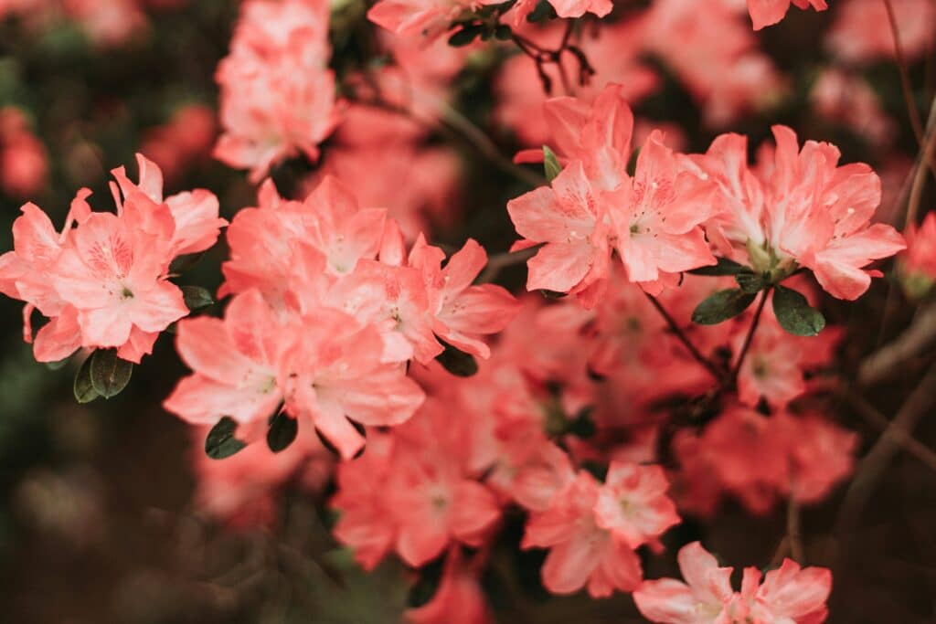An image that represents Azaleas in Fayetteville GA
